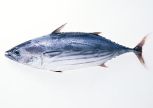 府中駅近くの新鮮な牡蠣を楽しめるオイスターバー「オイスターバージャックポット」 – 地域の旬を堪能できる絶品シーフード体験