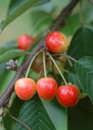 横浜中華街で食べ放題を満喫しよう