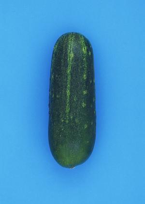 そば好きなら試してみたい自分でそば打ち体験